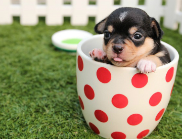 Here are a few things that you can learn about interior design from a chihuahua Source: Pixabay